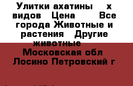 Улитки ахатины  2-х видов › Цена ­ 0 - Все города Животные и растения » Другие животные   . Московская обл.,Лосино-Петровский г.